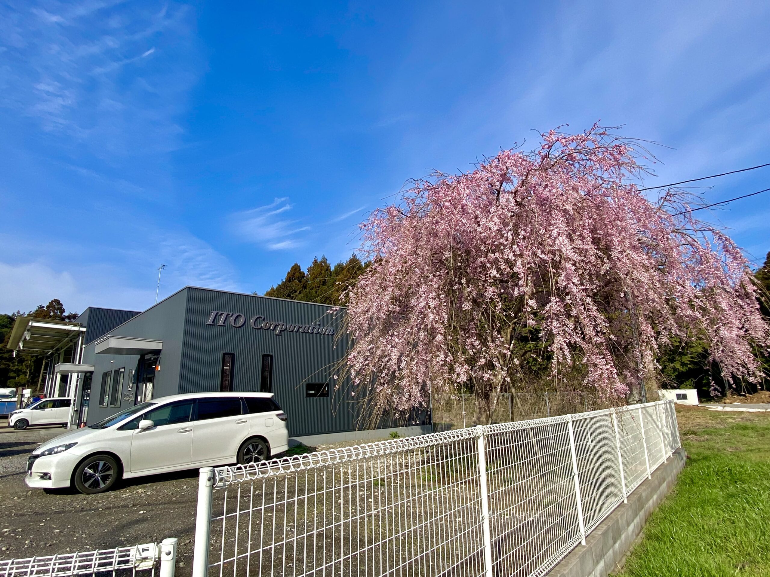 春を思わせる言葉！？やっぱり桜ですよね(^o^)/